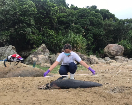 成年鯨豚擱淺大嶼山水口屍體嚴重腐爛,為本年度的第34宗。 海洋公園保育基金提供
