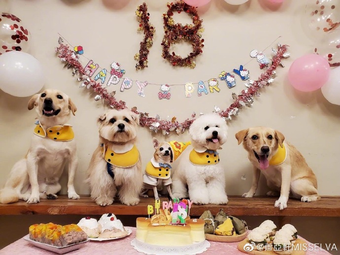 蕭亞軒嘅愛犬。