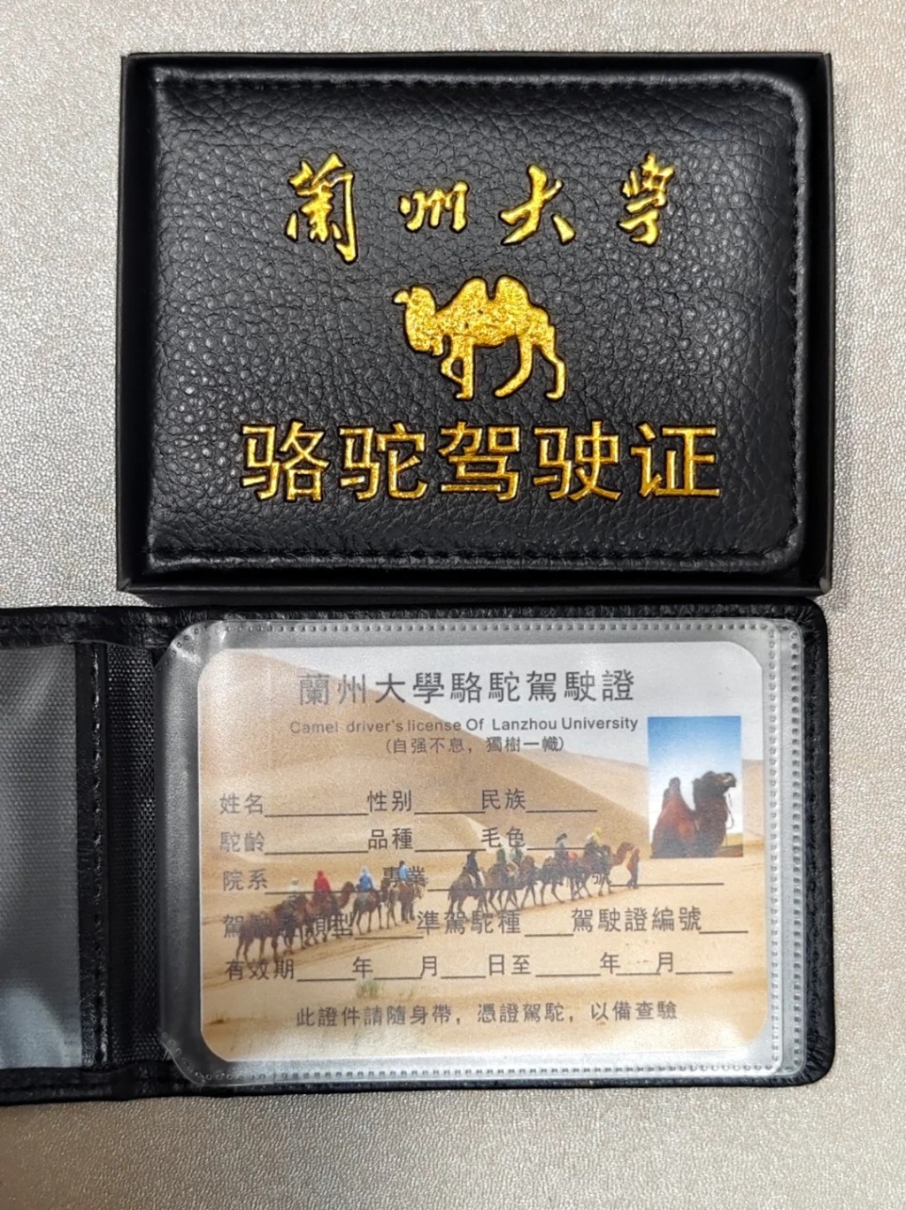 蘭州大學的駱駝駕駛證。小紅書@路小路的路 蘭州大學的駱駝駕駛證。小紅書@路小路的路