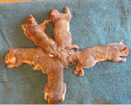 5隻小松鼠的尾巴被雜草與樹枝交纏嚴重糾結。(網圖)