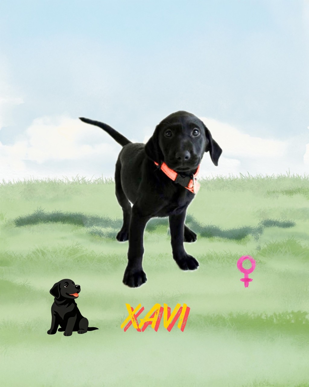 9隻搜查犬BB命名為Eager、Xavi、Cora、Equo、Lumi、Sika、Ivar、 Orli、Rissa。香港海關fb圖片 9隻搜查犬BB命名為Eager、Xavi、Cora、Equo、Lumi、Sika、Ivar、 Orli、Rissa。香港海關fb圖片