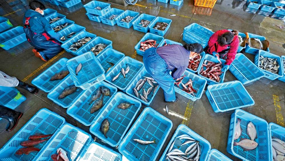 中國再度叫停進口日本水產，日本漁業界失望。 美聯社