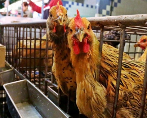 丹麥獸醫和食品局通報,指丹麥森訥堡市爆發高致病性H5N8禽流感。示意圖/資料圖片