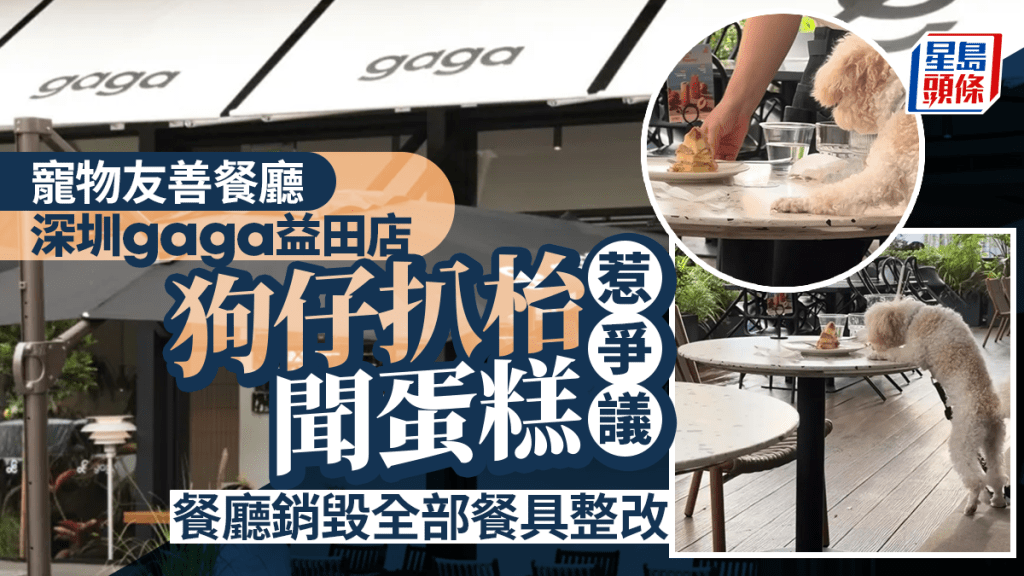 狗隻入食肆︱深圳gaga益田店狗仔扒枱聞蛋糕惹爭議  餐廳銷毀全部餐具整改