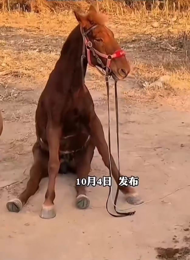 國慶景區疑遊客太多，傳小馬遭坐斷腰椎失救亡。