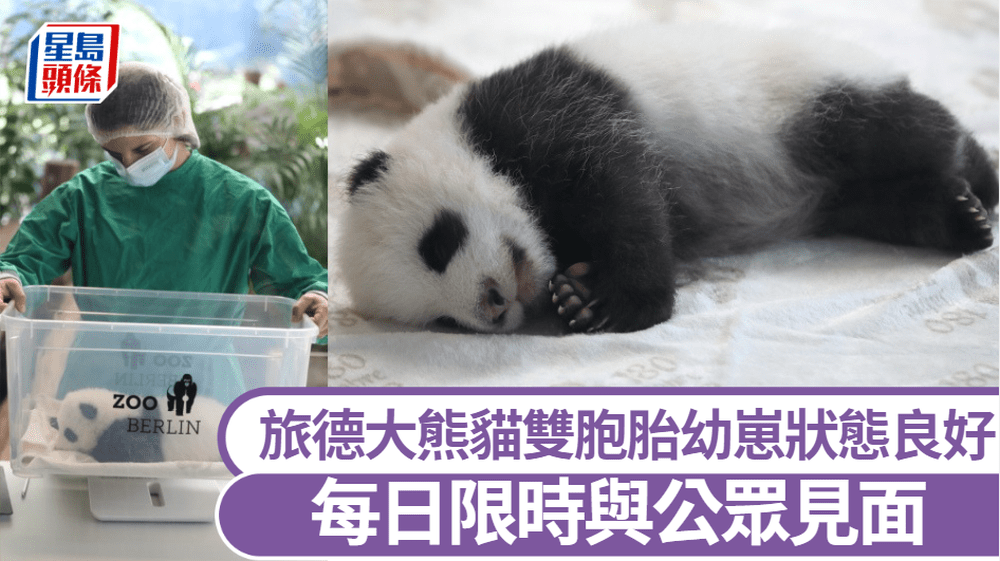 德國柏林動物園大熊貓雙胞胎幼崽首次亮相。 新華社圖片