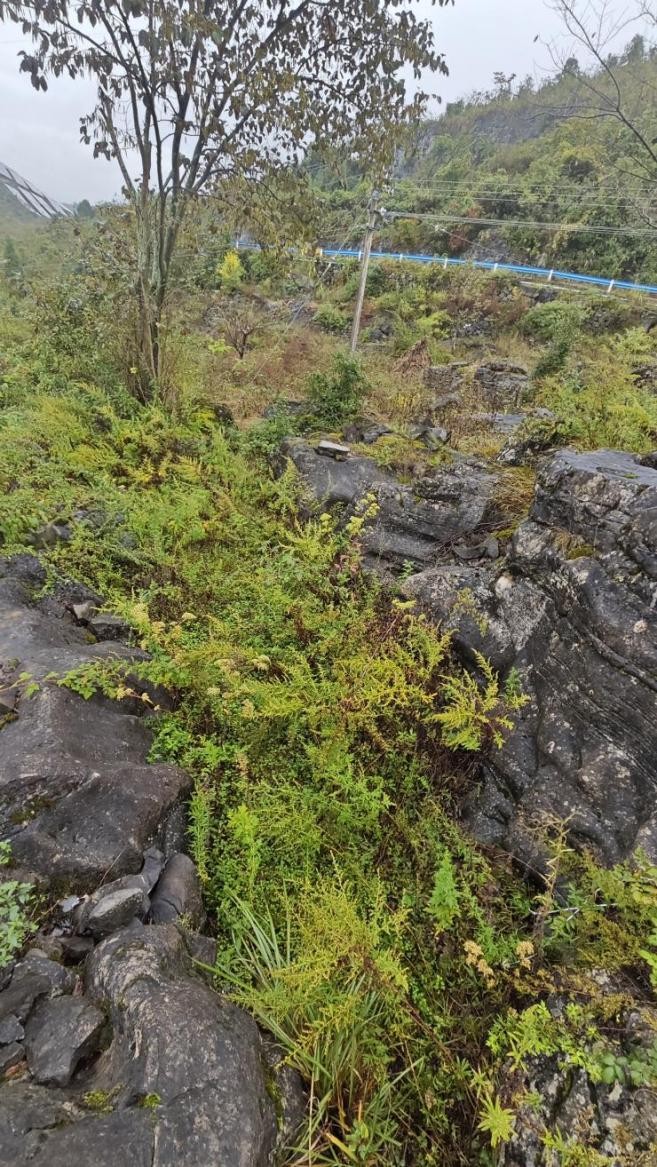 死者屍體被藏在巨石之間。今日頭條 死者屍體被藏在巨石之間。今日頭條