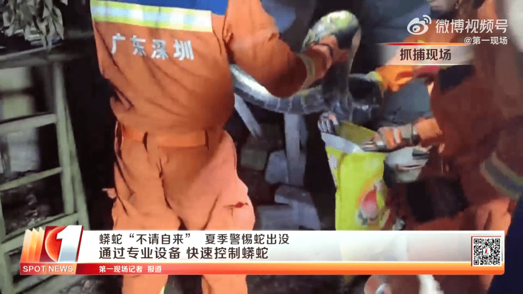 深圳消防抓捕2.5米大蟒蛇過程。 第一現場
