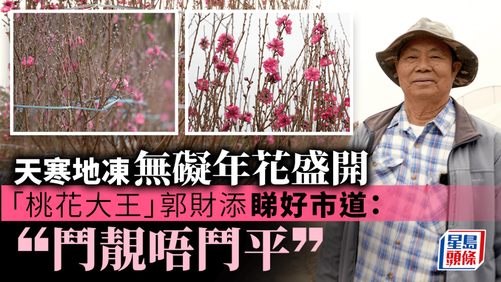 新春年花︱天冷無礙花期 桃花花開合時 花農:大機構客未見減少