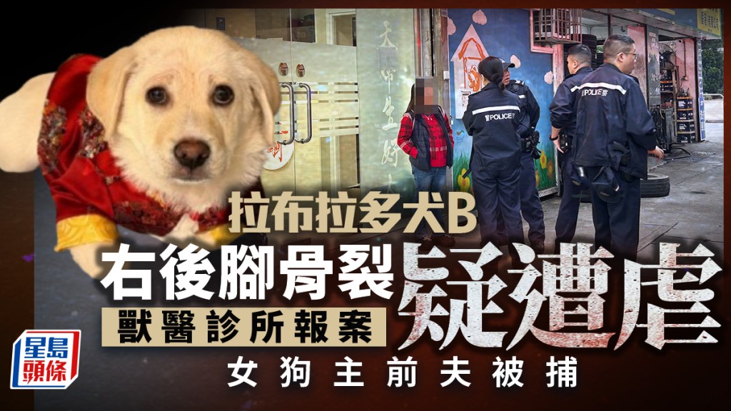 拉布拉多犬BB右後腳骨裂 揭遭人掟向牆角 女狗主丈夫被捕