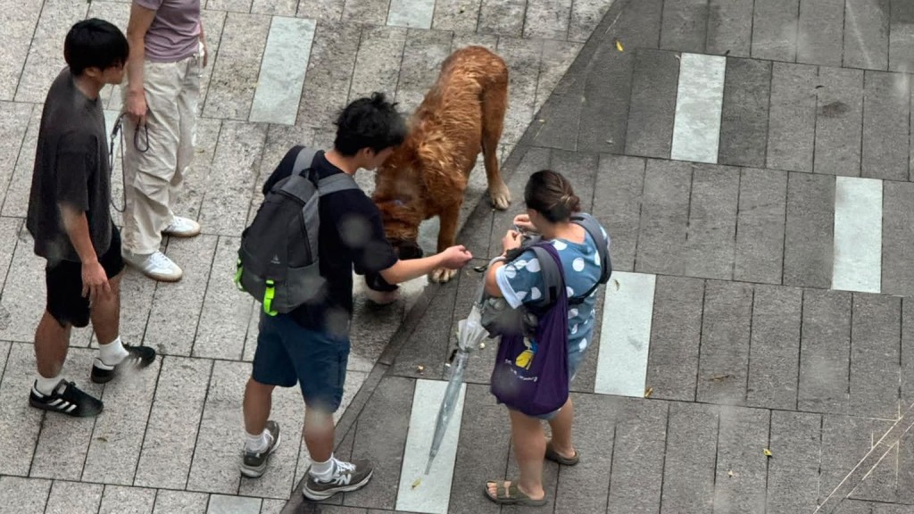 元朗狗咬狗｜漁護署：正了解狗主意願 涉事大狗或人道處理