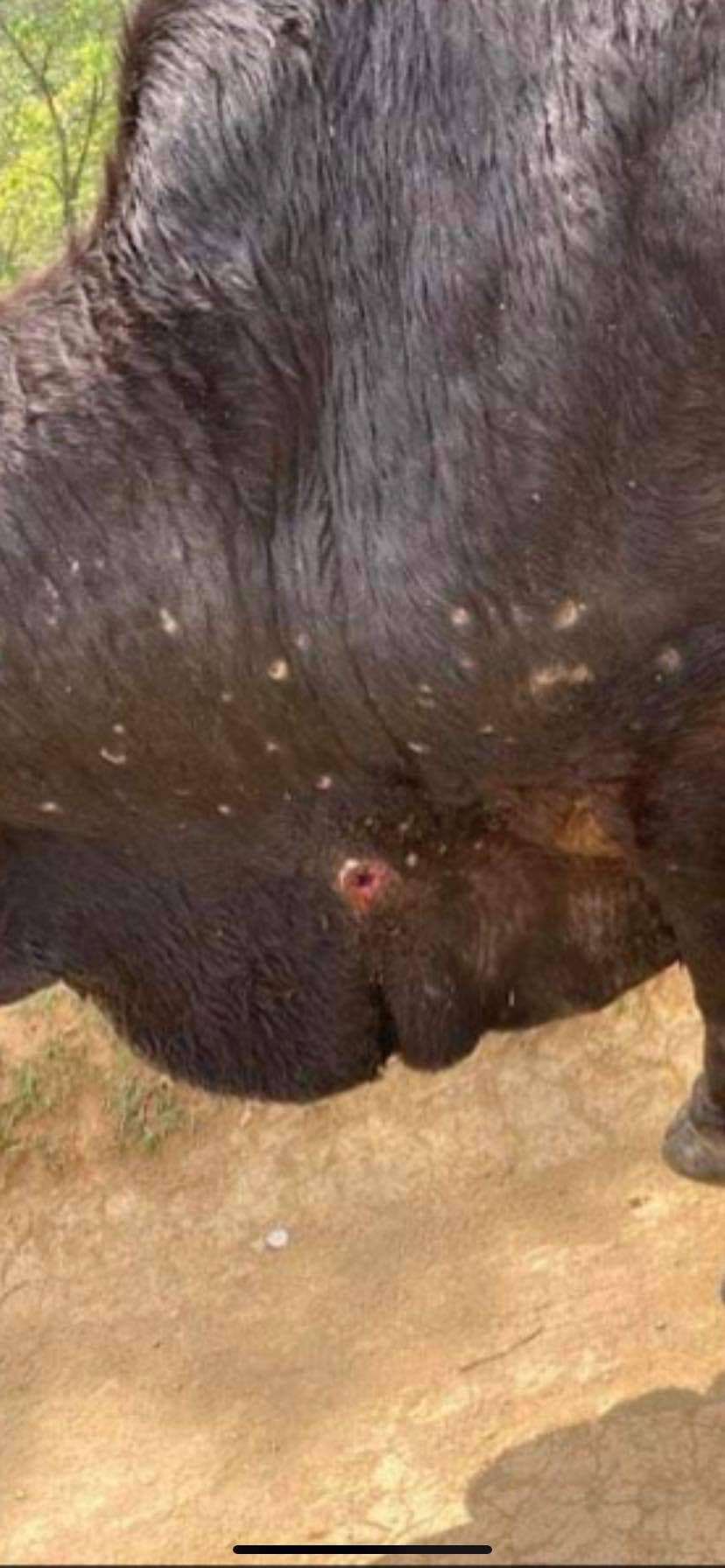 馬鞍山一隻野牛身體有多處傷痕。牛牛義工聯盟facebook圖片