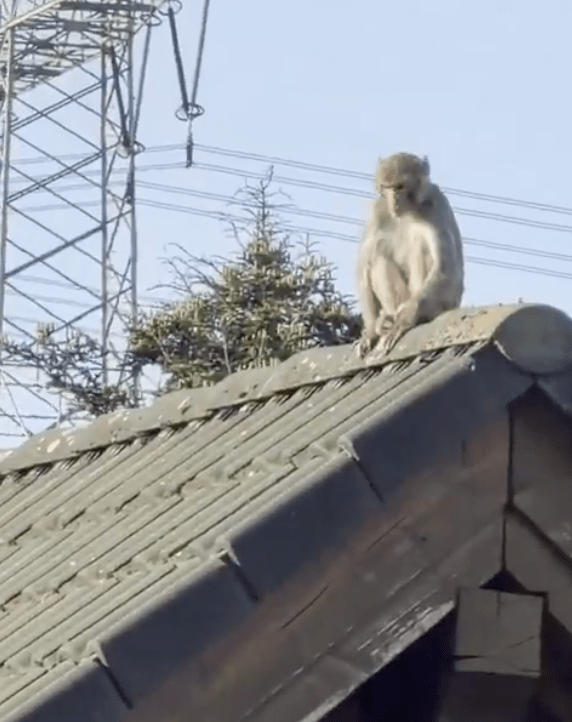 逃脫的獼猴看來相當機靈。