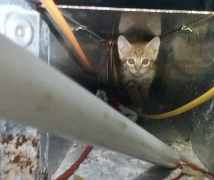 小猫在风槽内周围躲藏，增加救援难度。天下猫猫一样猫群组FB