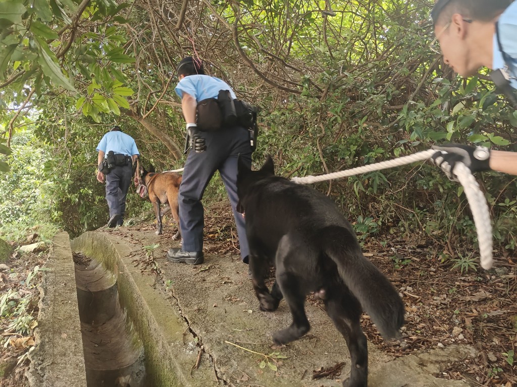  警員帶同警犬搜查山嶺，尋找盜匪蹤影及藏匿山中的作案工具。