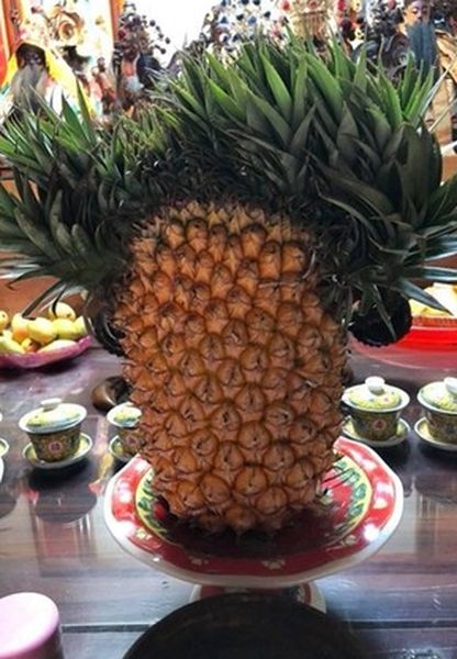 菠蘿頂部的葉子由本來的一小撮,3天後明顯變得「濃密」,體型也長大了。