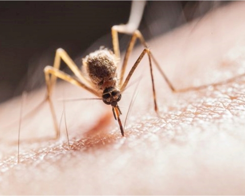 美國佛羅里達州將釋放出10億隻基因蚊子。網圖