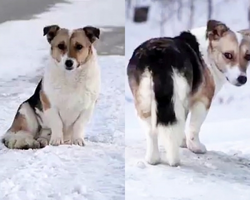 一隻小狗被狠心主人遺棄在西伯利亞一個巴士站半年，一直不願離去。網圖