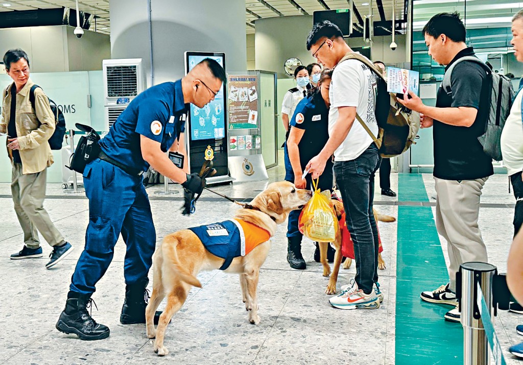 食安中心檢疫偵緝犬在西九龍高鐵站把關，防範入境人士攜帶受管制食物入境。 