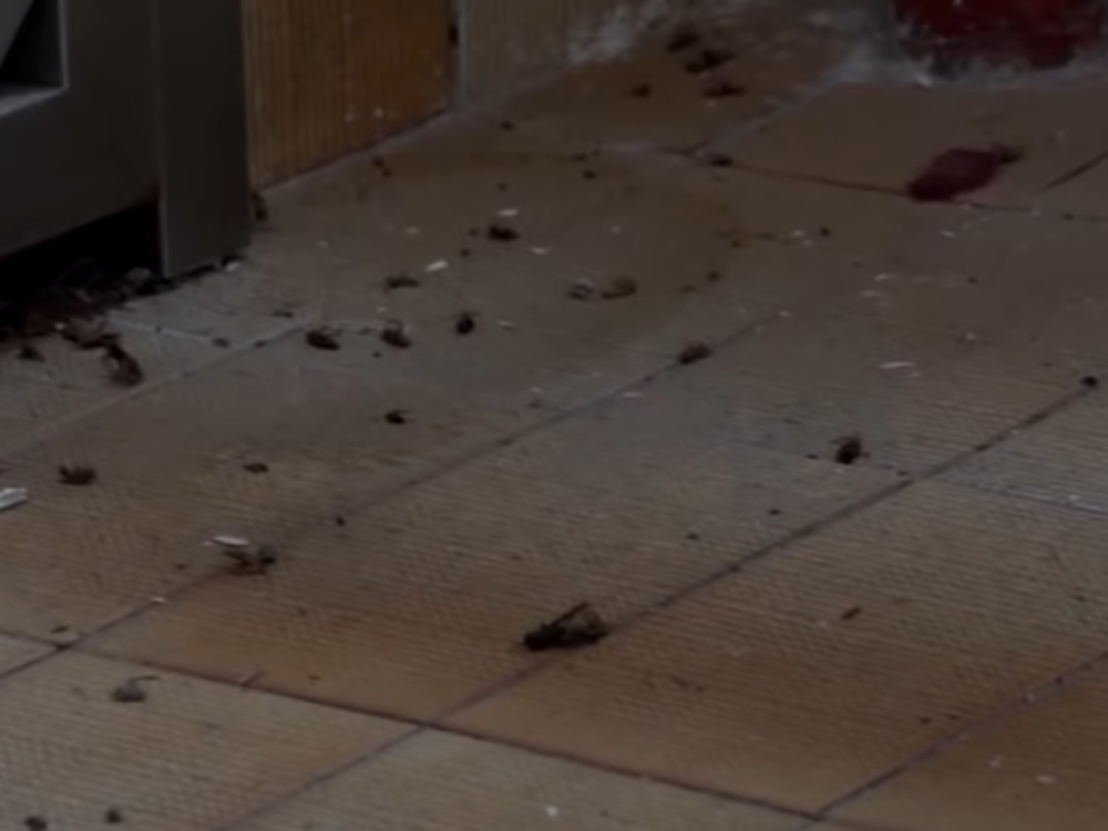 大廈走廊有多隻蟑螂屍體。影片截圖