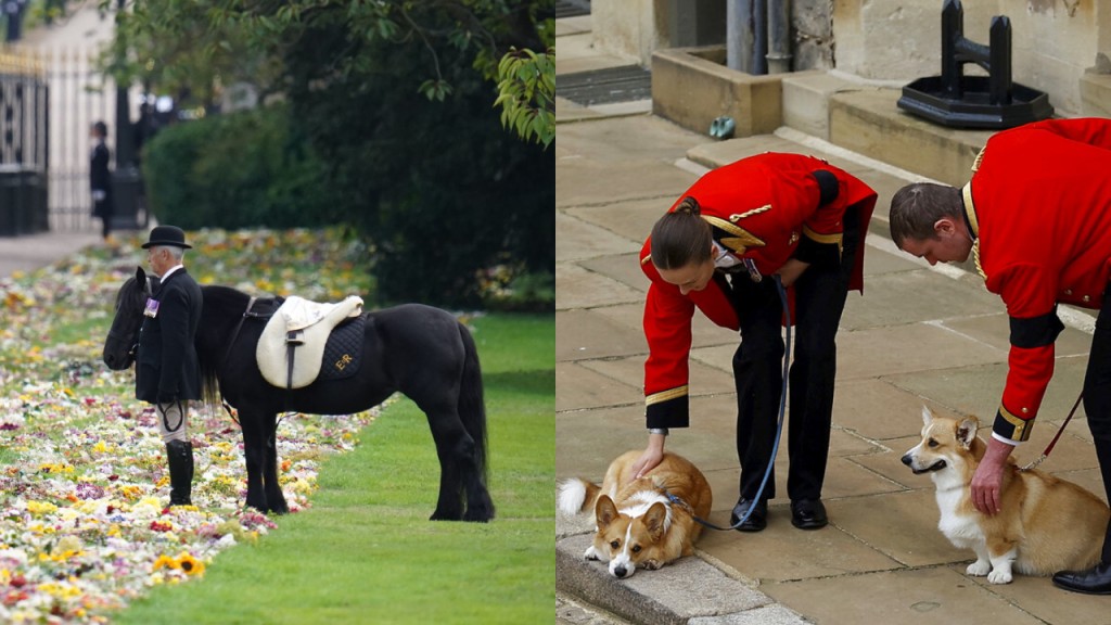 女皇生前寵愛的哥基犬和愛駒，均在溫莎堡外守候送別主人。AP