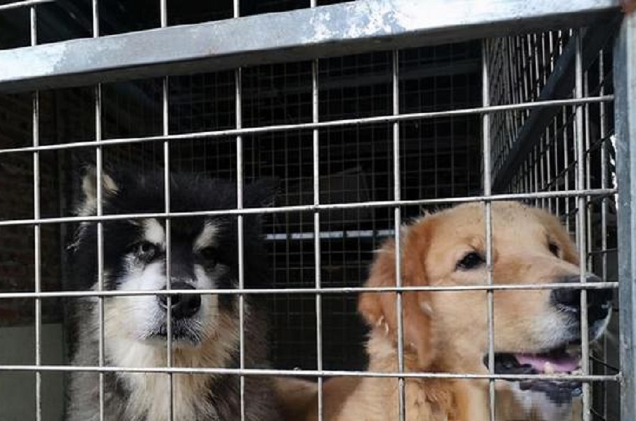 重慶六旬老婦收養1300多隻動物。網上圖片