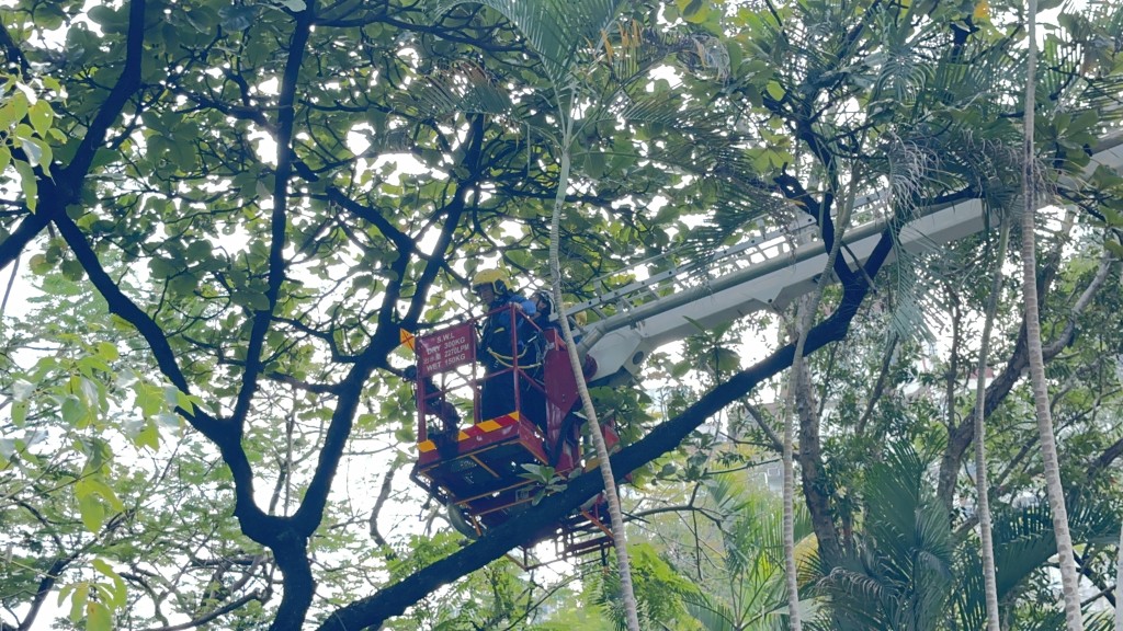 消防員升起雲梯捕捉鸚鵡。