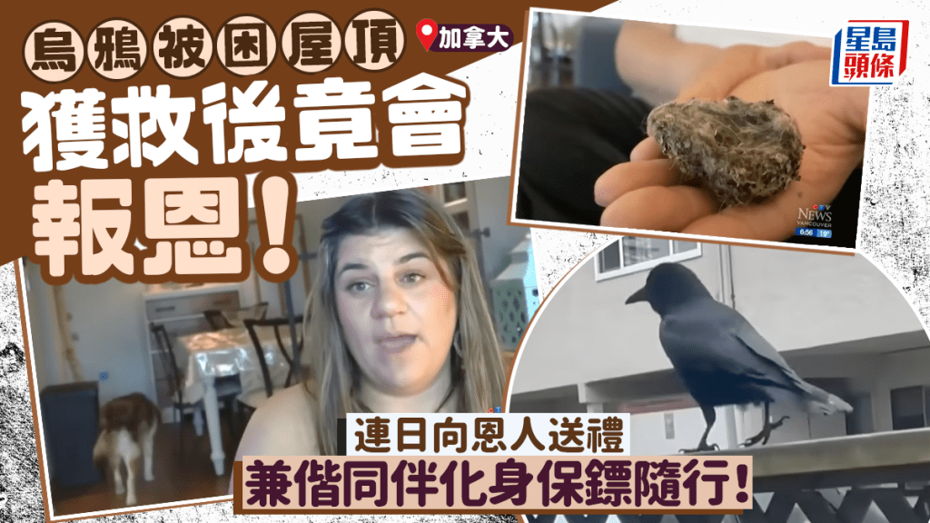 慈心女救受困烏鴉竟締結友誼 連日「收禮」兼有「衞隊」隨行