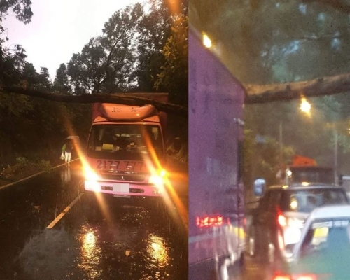 粉錦公路近榮昌茶座一棵大樹塌下,壓中一輛貨車。左:網民毛仁勝圖片/ 網民WaterMa Ma圖片
