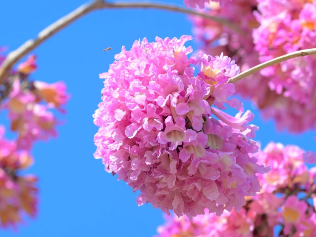 卓永興指,綻放的紫花風鈴木在藍天和風中搖曳,點綴了四周綠悠悠的草坪。卓永興FB圖片 卓永興指,綻放的紫花風鈴木在藍天和風中搖曳,點綴了四周綠悠悠的草坪。卓永興FB圖片