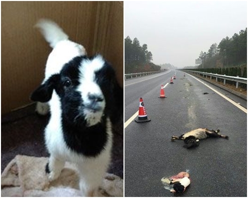 小羊學會搖搖晃晃站起來。圖右為事發現場。網圖