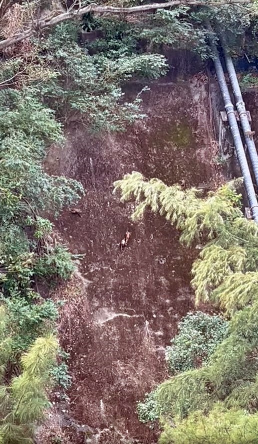 樓主在翠竹花園第7和第8座對出山坡，目擊馬騮「遷徙」的熱鬧情況。短片授權Peggy Tsang