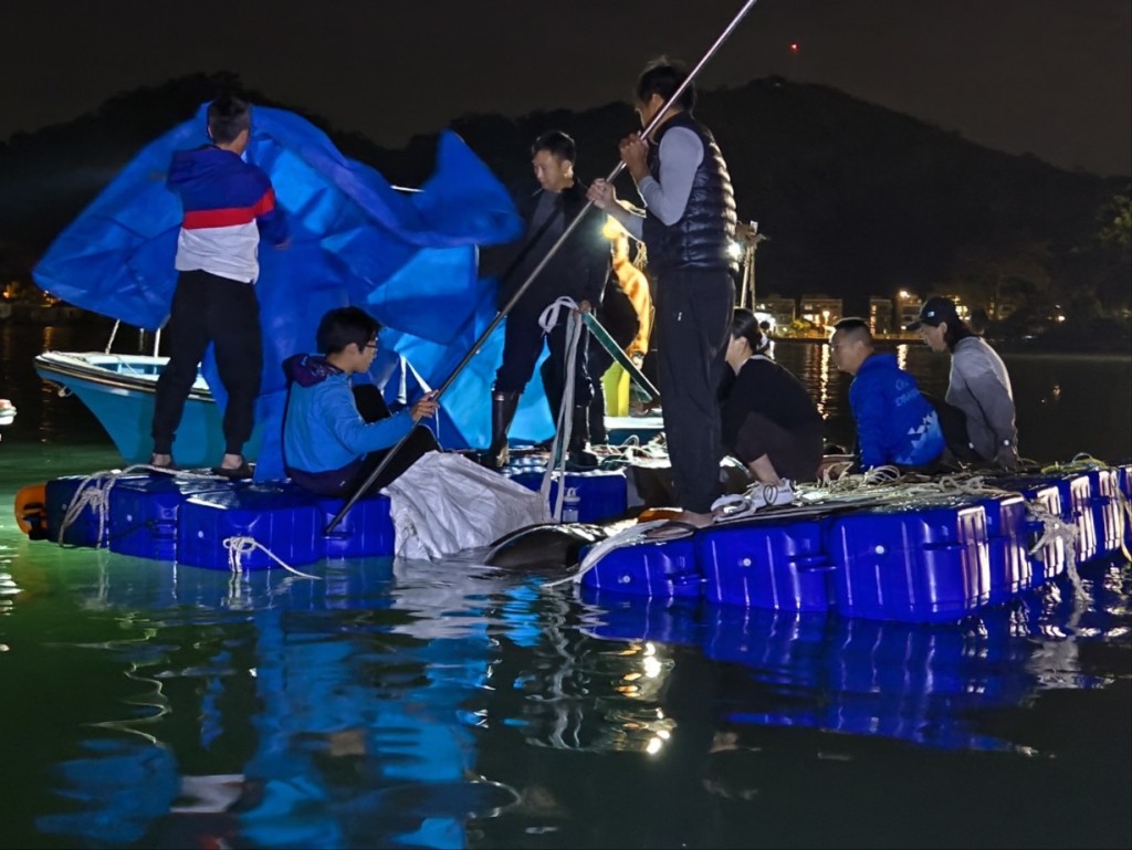 多名专家及兽医到场协助拯救鲸鱼。尹敬堂摄