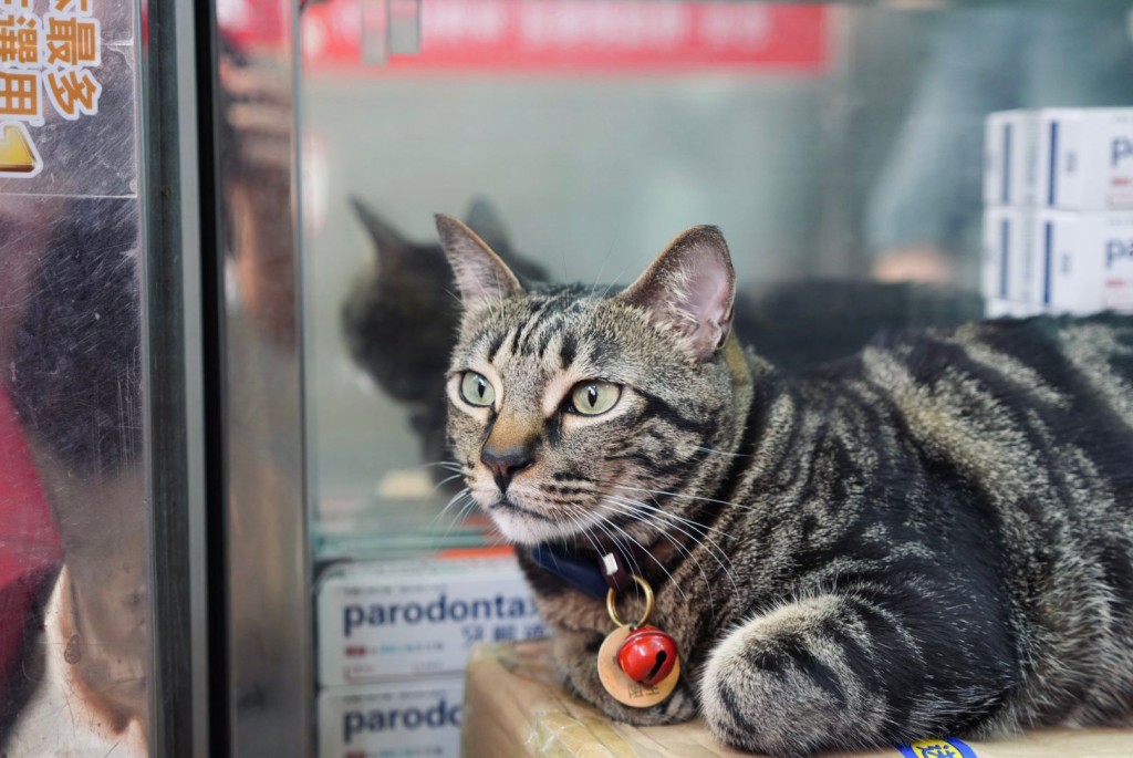 「阻B」自6個月大起已在該藥房生活，現時是區內甚有名氣的明星貓。讀者提供
