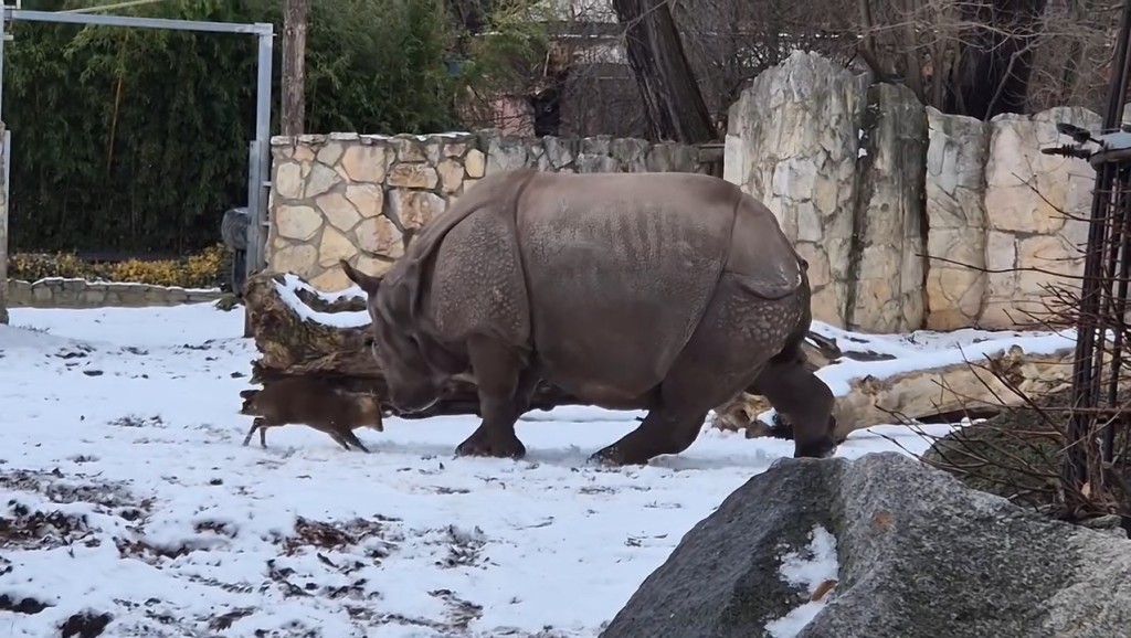 雄性山羌主動挑機印度母犀牛的影片在網上熱傳。IG@zoowroclaw