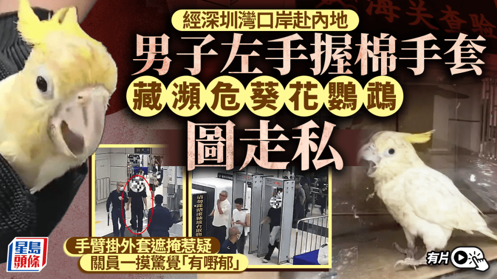 深圳灣口岸｜無行李男客左手纏外套 驚揭「棉手套」內藏瀕危葵花鸚鵡｜有片
