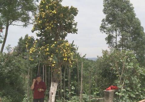 他說這棵仙人樹足足種了20年。