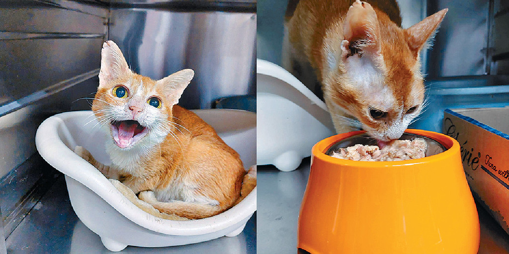 ■香港群貓會的茨城服用拌食粉後胃口大開。 ■香港群貓會的茨城服用拌食粉後胃口大開。