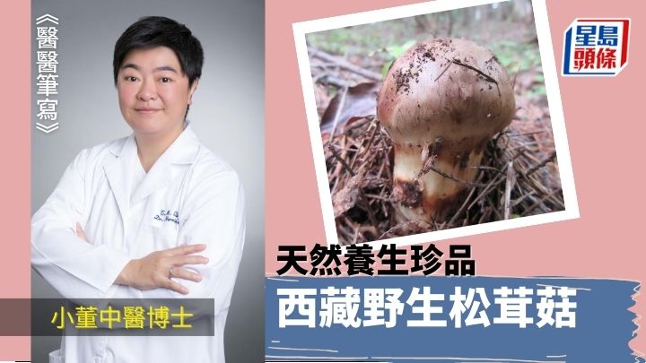 天然養生珍品 西藏野生松茸菇｜醫醫筆寫