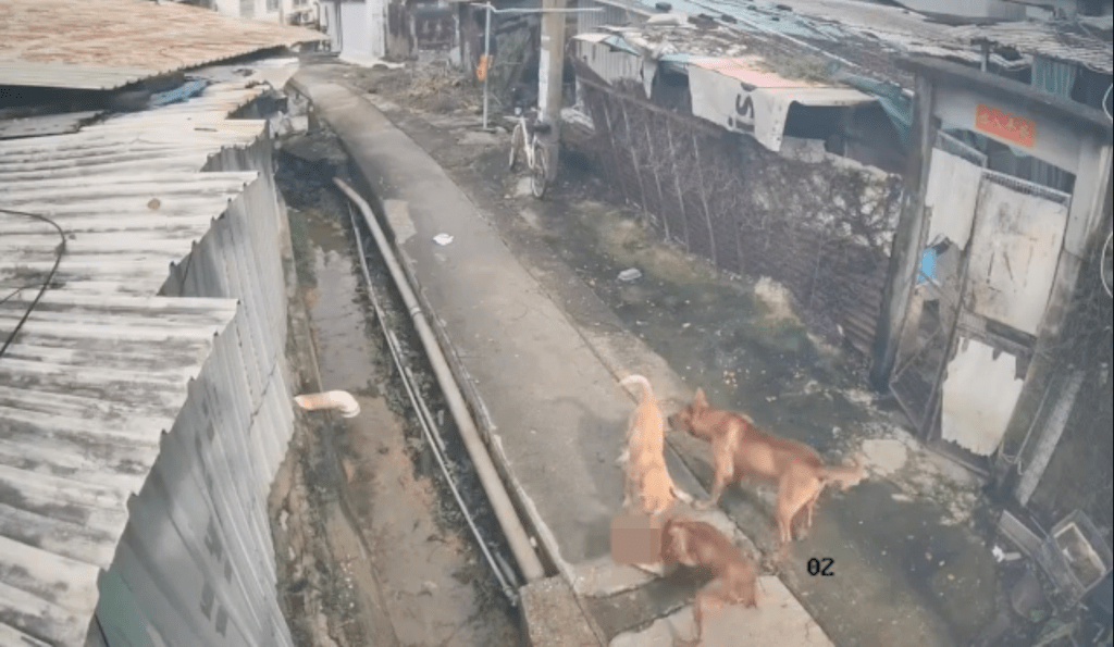 帖文者聲稱,小貓其後因內傷死亡。Facebook 北區之友 Friends of North District (上水、粉嶺、沙頭角和打鼓嶺) 影片截圖 帖文者聲稱,小貓其後因內傷死亡。Facebook 北區之友 Friends of North District (上水、粉嶺、沙頭角和打鼓嶺) 影片截圖