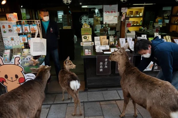 奈良鹿甚受游客及日本国民喜爱。美联社