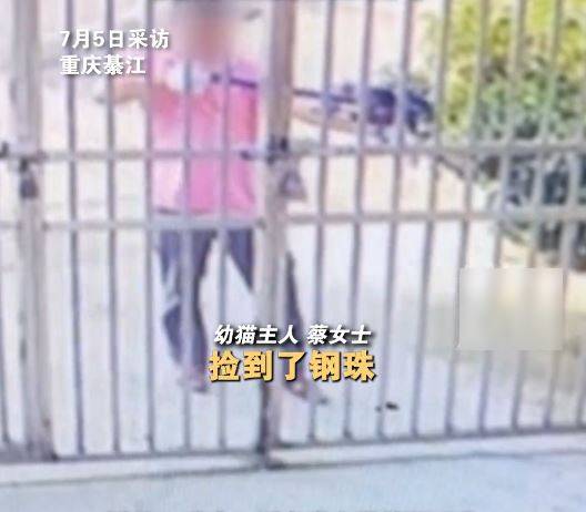 重慶有男子疑用弓弩射殺鄰居2隻幼貓。紅星新聞