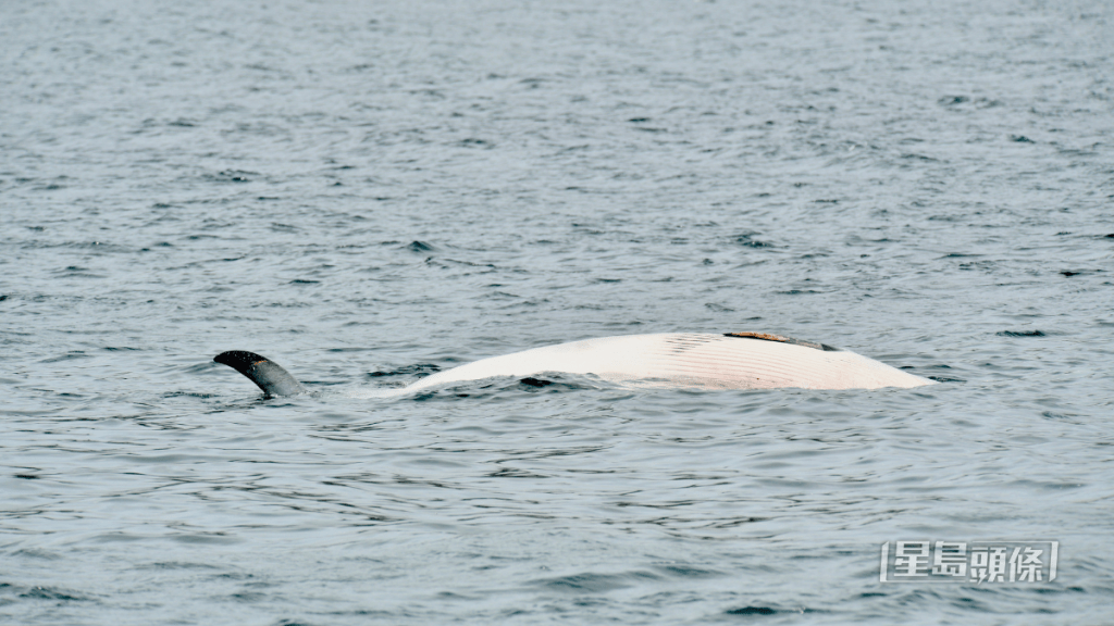 西貢鯨魚浮屍海上。盧江球攝