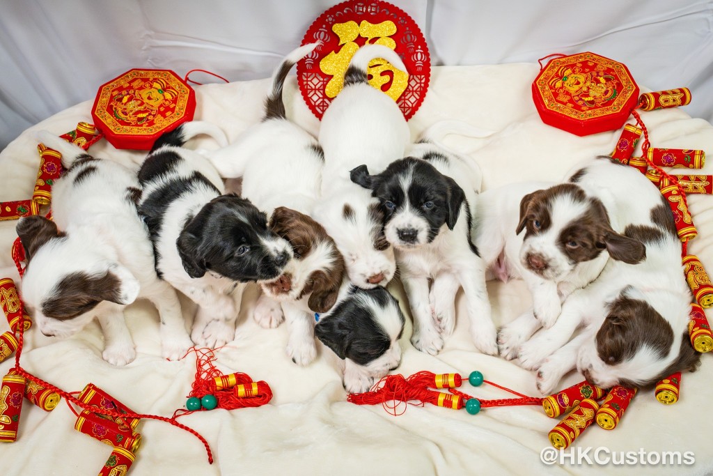 香港海關8隻新進海關搜查犬向市民拜年。海關facebook圖片