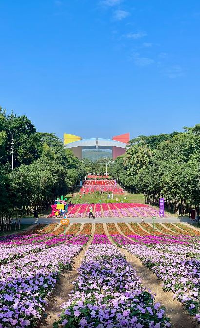 深圳市民廣場南廣場向來都被稱為市民花田，面積約3,000平方米，曾經種植向日葵及粟米，最近換上了太空格桑花、太空鳳仙，以及太空指甲花等接近6,000株花朵。（圖片來源：截圖自小紅書@深圳光影）