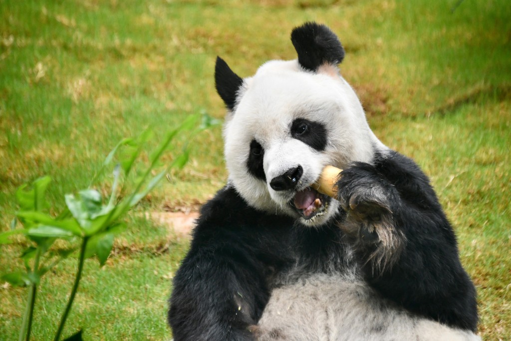 「大熊猫之旅」展馆将暂停开放。