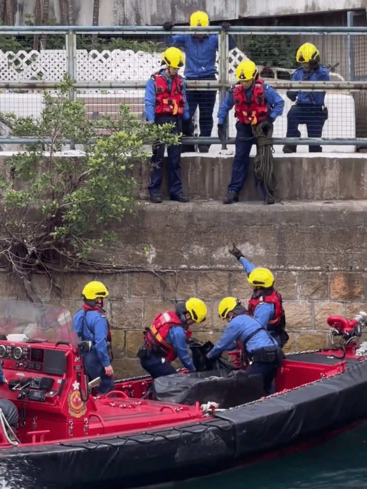 消防小艇到場救起野豬。Threads:c.hei_ 消防小艇到場救起野豬。Threads:c.hei_