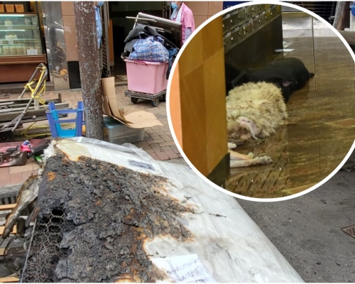 工人運走燒焦床褥。(小圖為起火單位內3隻狗死亡。資料圖片)