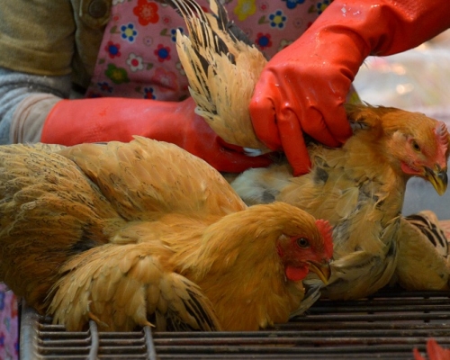 吉林省出現今年首宗人類感染H7N9流感個案。資料圖片
