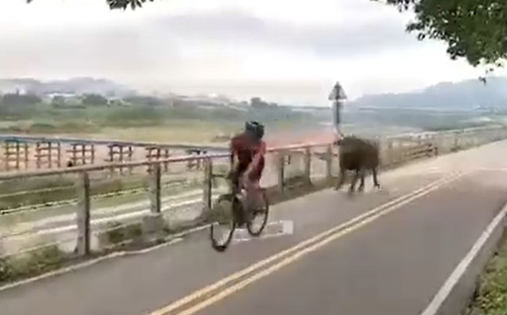 水牛在单车径上狂追单车骑手。